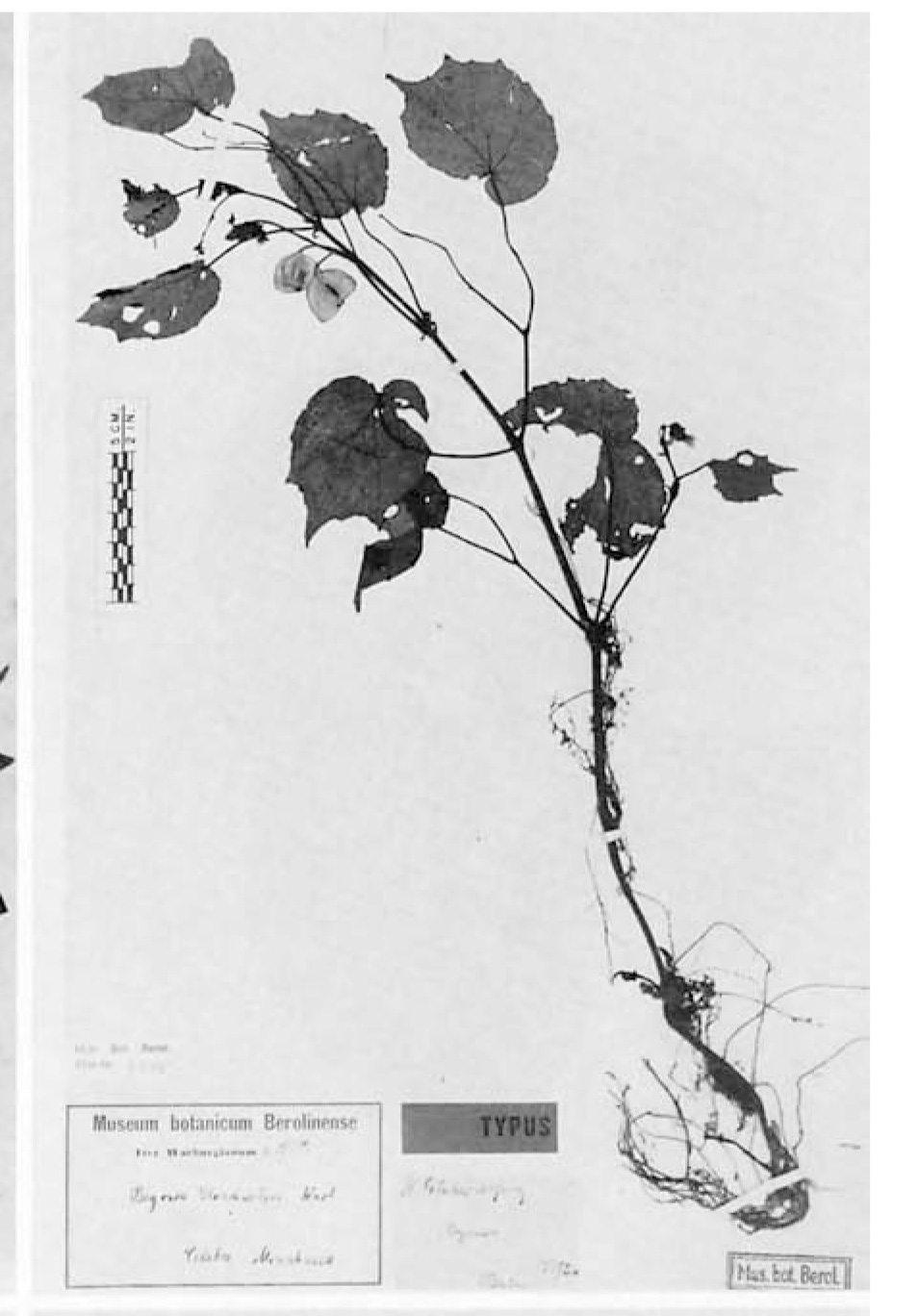 B. strachwitzii